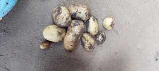 Very Big Residential Site