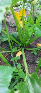 Very Big Residential Site