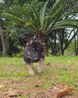 German Shepherd puppies