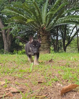 German Shepherd puppies
