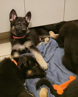 German Shepherd puppies