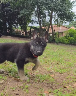 German Shepherd puppies
