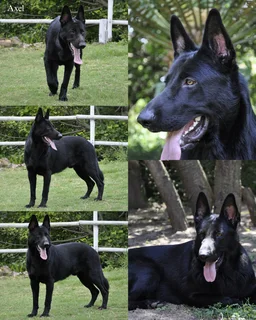 German Shepherd puppies