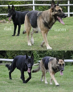 German Shepherd puppies