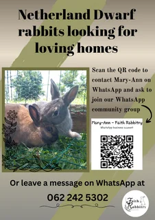 Rabbits - Ad posted by Mary-Ann DT