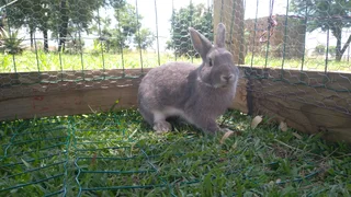 Rabbits - Ad posted by Mary-Ann DT