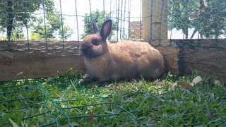 Rabbits - Ad posted by Mary-Ann DT