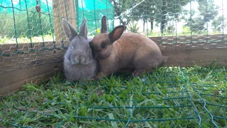 Rabbits - Ad posted by Mary-Ann DT