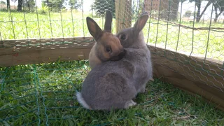 Rabbits - Ad posted by Mary-Ann DT