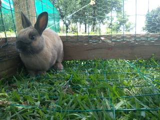 Rabbits - Ad posted by Mary-Ann DT