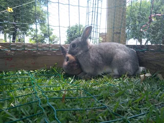 Rabbits - Ad posted by Mary-Ann DT