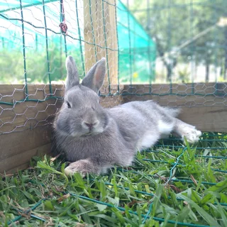 Rabbits - Ad posted by Mary-Ann DT