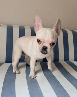 Pedigree French bulldog boys