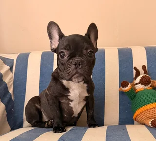 Pedigree French bulldog boys