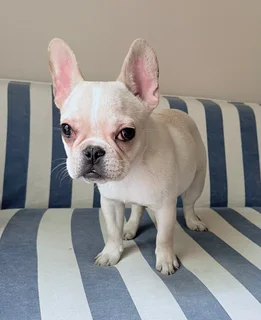 Pedigree French bulldog boys