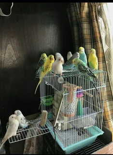 Budgies Birds