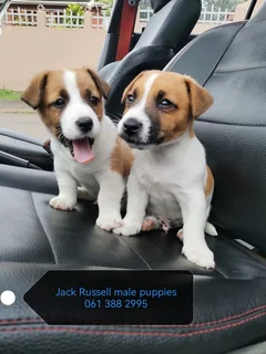 Jack Russell For Sale