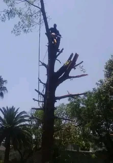 Tree felling rubble removal painting fire wood garden services lstant lawn  call 0619828311