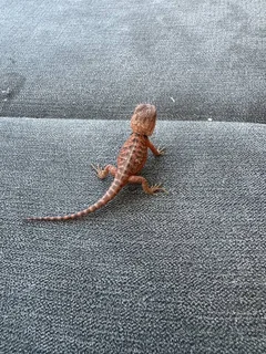 Pair Bearded Dragons