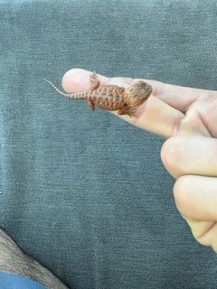 Pair Bearded Dragons