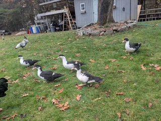 Female Muscovy ducks
