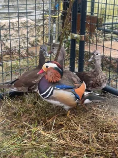 Female Muscovy ducks