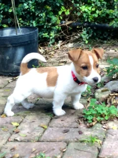 Jack Russell puppy