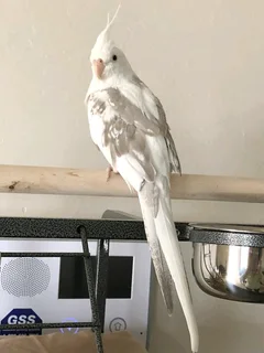 Cinnamon pied white face cockatiel
