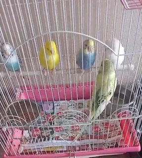 Budgies for sale