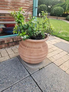 Pots - Ad posted by Stephanie Lines