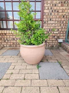 Pots - Ad posted by Stephanie Lines