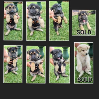 German Shepherd For Sale