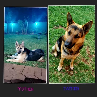 GERMAN SHEPHERD FOR SALE