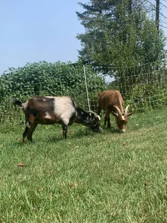 Nigerian Dwarf Goat Kids (Goats)