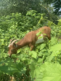 Nigerian Dwarf Goats