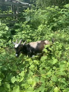Nigerian Dwarf Goats