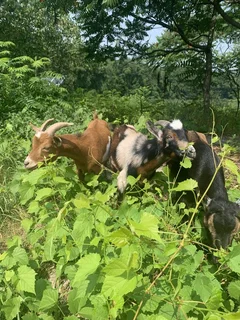 Nigerian Dwarf Goats
