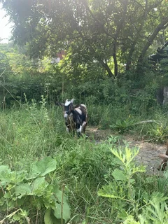 Nigerian Dwarf Goats