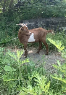 Nigerian Dwarf Goats