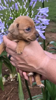 Mini Dachshund puppies daxie