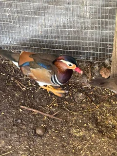Pair Manderyne duck