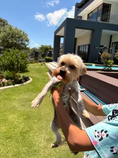 yorkshire &#34;teacup&#34; terrier
