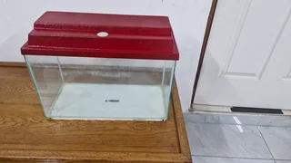 Medium Sized Fish Tank