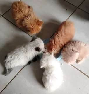 Persiese katjies te koop