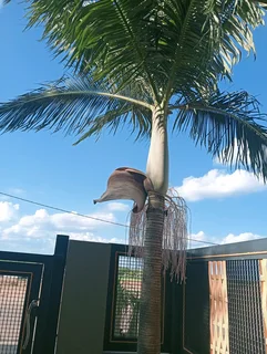A palm tree that is taller than our home