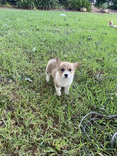 Pembroke welsh corgi puppy for sale