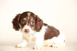 Dachshund puppy for sale