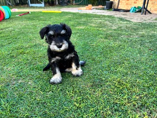 Schnauzer puppy for sale