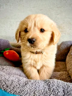 Golden retriever puppy for sale