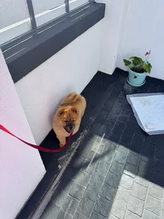 Chow chow pup